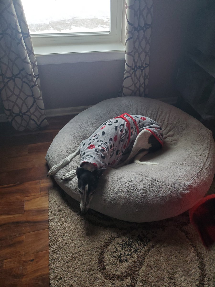 BlueXIII3's tweet photo. One of my goodest boys had a stroke this morning and I had to send him to the Bridge.  I miss him already, but, he now resides with all my other retirees and past goodest boys and girls.
Kenro Beretta 1/4/15-4/20/25
#retirednotrescued
#greyhoundsofx
#goodestboy https://t.co/Xh4vTxFm7D