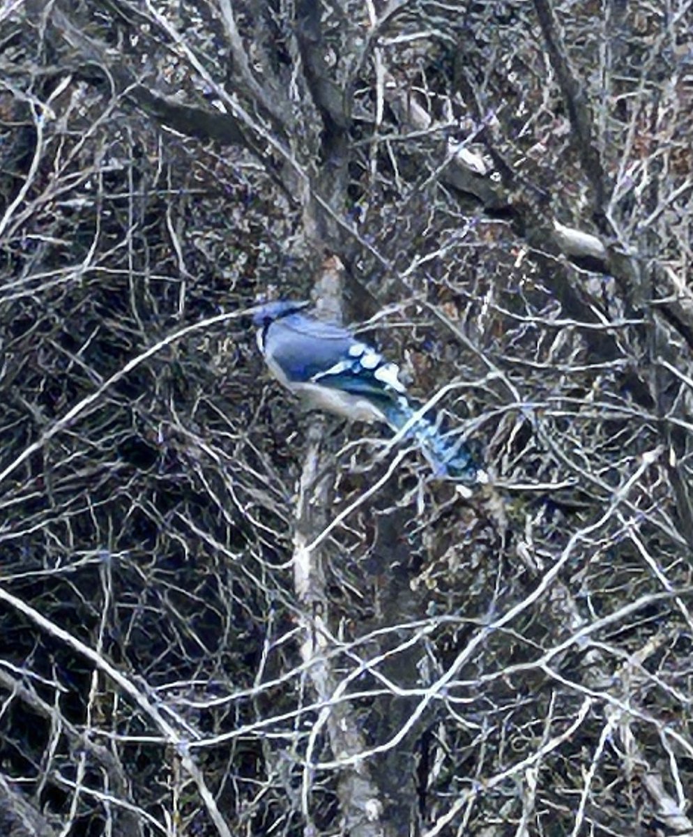 HatLawnBowler's tweet photo. Sunday morning. #easter2025 #sharethetrailmh #springinalberta #medhat #bluejays #rosscreek https://t.co/NeH91EN6qF