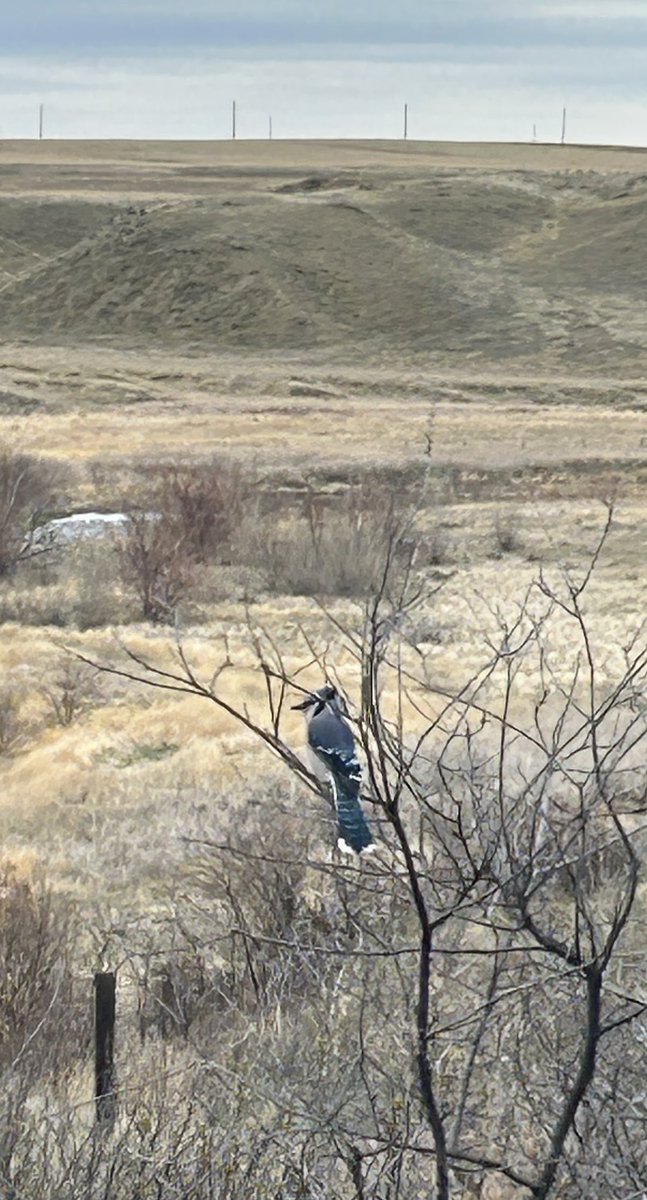 HatLawnBowler's tweet photo. Sunday morning. #easter2025 #sharethetrailmh #springinalberta #medhat #bluejays #rosscreek https://t.co/NeH91EN6qF