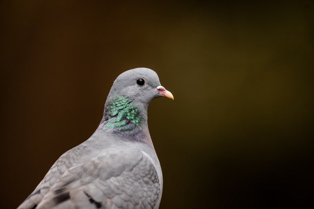 DavidFeatherbe's tweet photo. Lovely and under rated Stock Dove https://t.co/wZGzuAqKHe