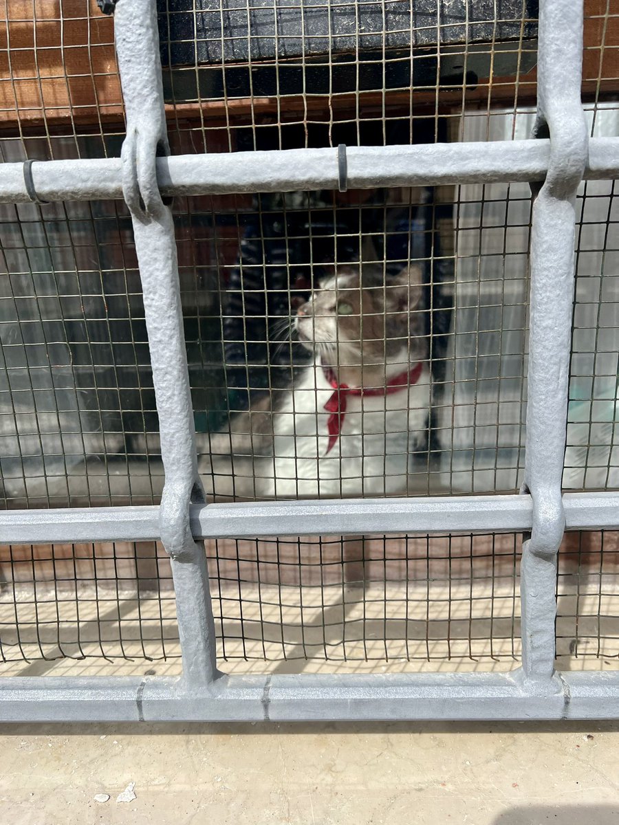 Simon Busch tweet media