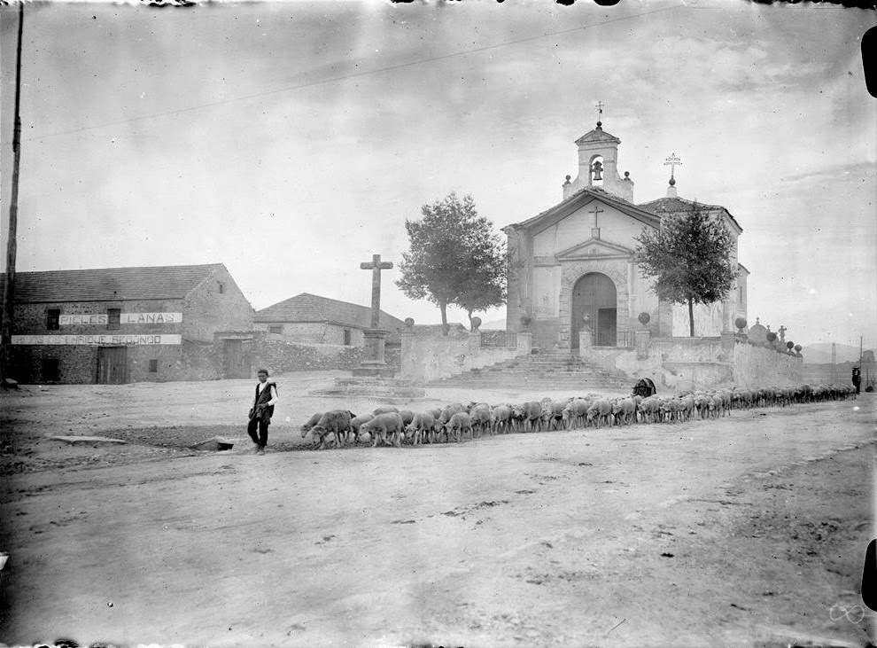 Sheep flock. Segovia, c. 1920.