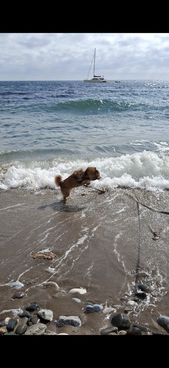 Nalapomsky's tweet photo. Que felicidad! 🇪🇦
Quel bonheur! 🇪🇦

#Espana #costadelsol #perros #malaga https://t.co/Ngg2Ev6W2Y