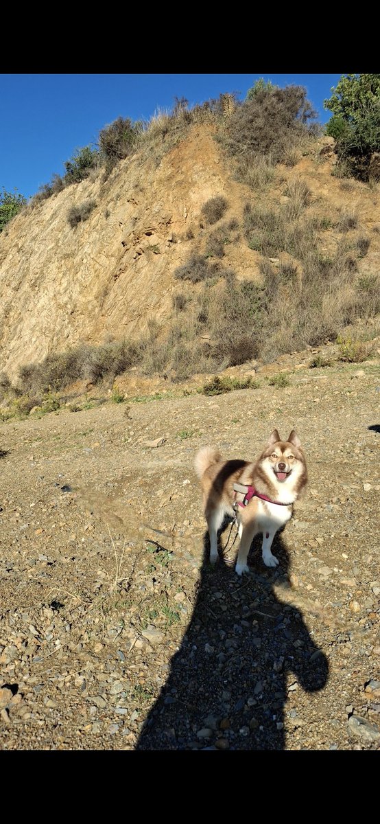 Nalapomsky's tweet photo. Que felicidad! 🇪🇦
Quel bonheur! 🇪🇦

#Espana #costadelsol #perros #malaga https://t.co/Ngg2Ev6W2Y