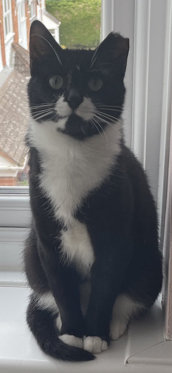 I’m fostering Bonnie at the moment she is SO sweet. Born in a disused factory so she is still learning to get used to being around humans but is full of purrs, playful and dying to be loved. 

cats.org.uk/stourbridge

<a href="/AlysonMeadowcr1/">Alyson Meadowcroft, in memory of Macey, RIP 🌈.</a> 

#RescueMe #catsprotectionstourbridge