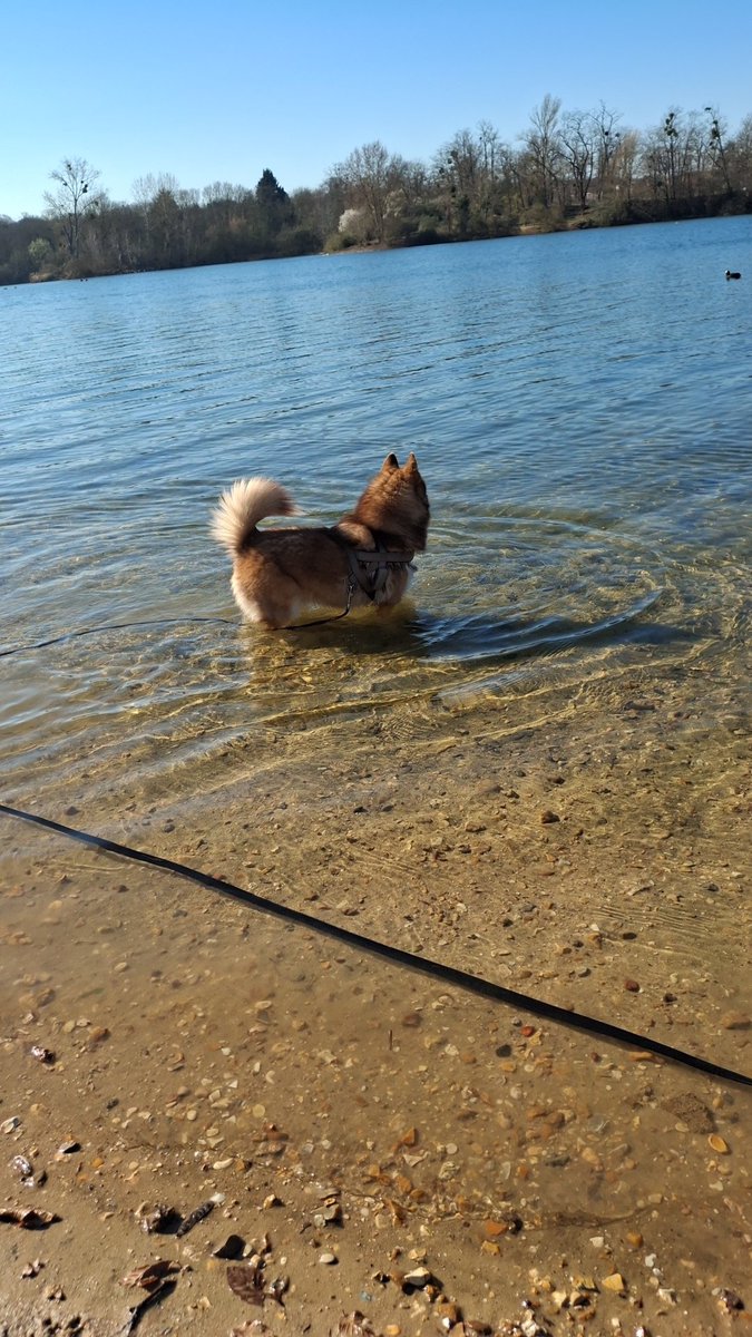 Nalapomsky's tweet photo. Felicidad en París también 🇨🇵
Le bonheur a Paris aussi 🇨🇵

#pomsky #dog #chien #perro #france #Paris https://t.co/8TUpMRFXzB