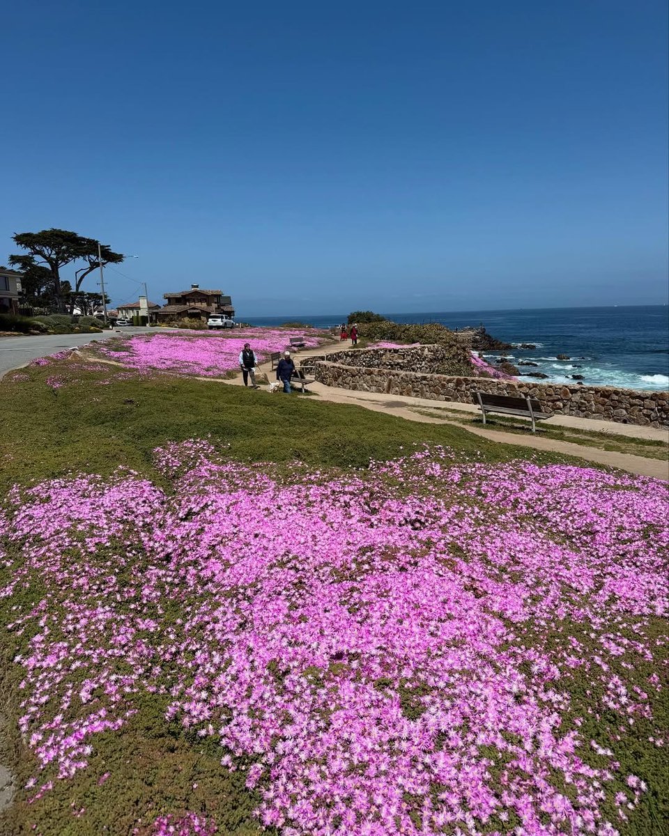 See Monterey tweet media