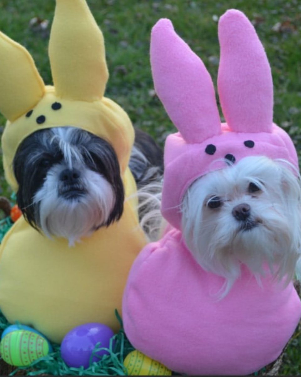 See Monterey (@seemonterey) on Twitter photo Hoppy Easter from beautiful Monterey County! 🐣🌊
Whether you're craving a fancy brunch, a festive seaside adventure, or just want to bask in that springtime sunshine, Monterey County is bursting with Easter magic!
📷 <a href="/pgchamber/">PacificGrove Chamber</a>, <a href="/montereyplaza/">Monterey Plaza Hotel</a>, @montereysoldfishermanswharf Hoppy Easter from beautiful Monterey County! 🐣🌊
Whether you're craving a fancy brunch, a festive seaside adventure, or just want to bask in that springtime sunshine, Monterey County is bursting with Easter magic!
📷 <a href="/pgchamber/">PacificGrove Chamber</a>, <a href="/montereyplaza/">Monterey Plaza Hotel</a>, @montereysoldfishermanswharf