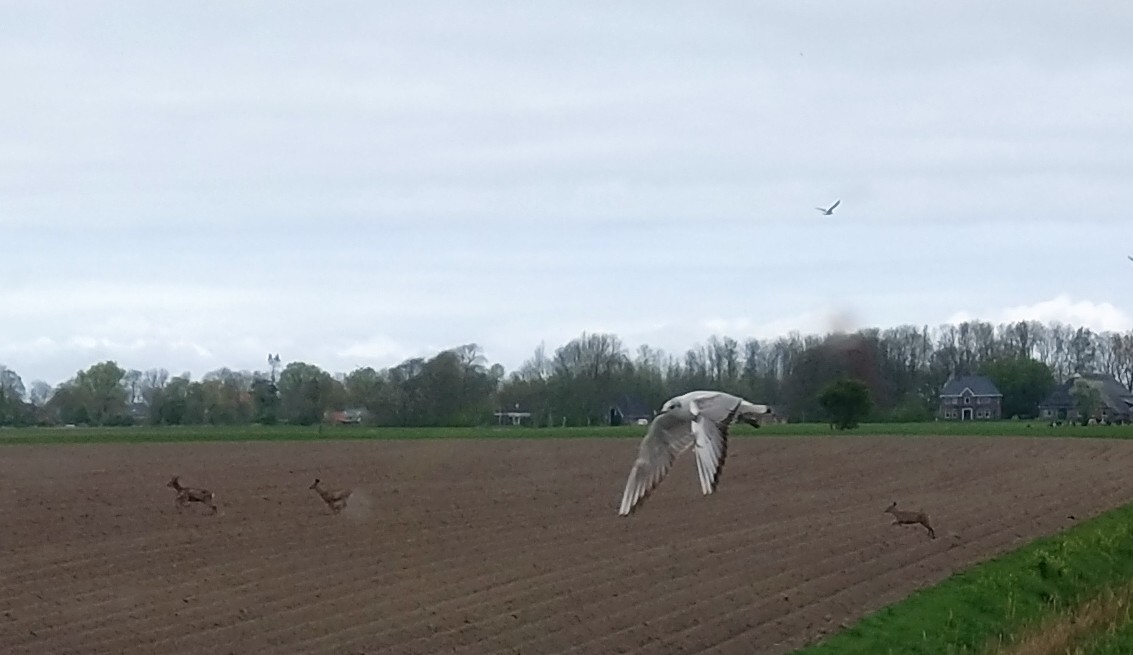 Vanmiddag de laatste aardappelen gepoot 🥔🥔 Ontzettend vroeg dit jaar. De reeën rennen weg en vogels 🐦 genoeg #blijeboerin <a href="/sayagrico/">Agrico</a>