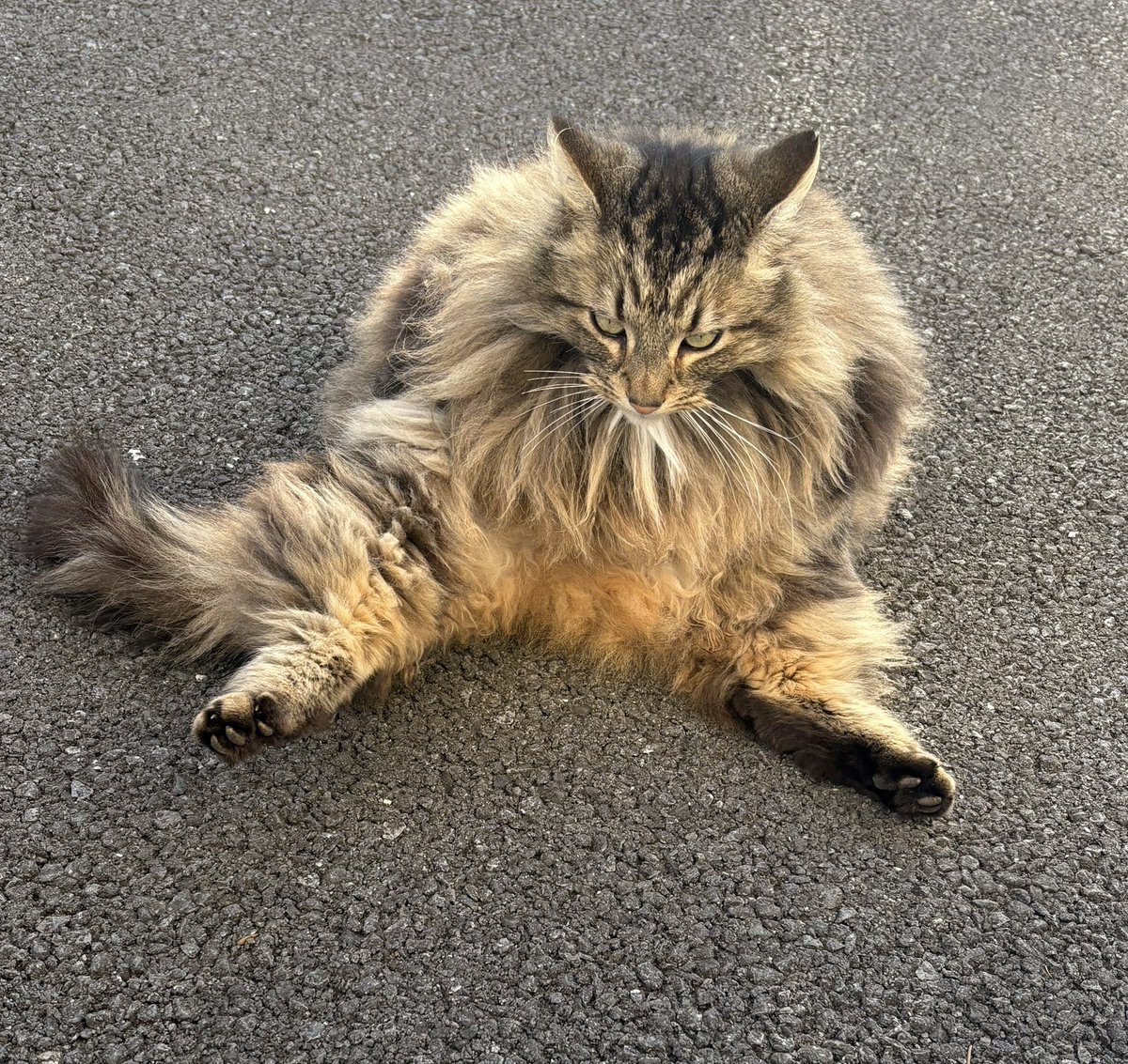 WhittyCatherine's tweet photo. @rickygervais My pussy is legless https://t.co/2lv2ZdShAH
