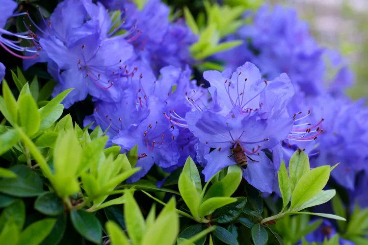 StyledNSpaces's tweet photo. Dwarf rhododendrons bloom big despite their small size—often outshining taller types! 🌸 Compact, vibrant, and perfect for small gardens. #Gardening #Rhododendron https://t.co/awad7REIiX