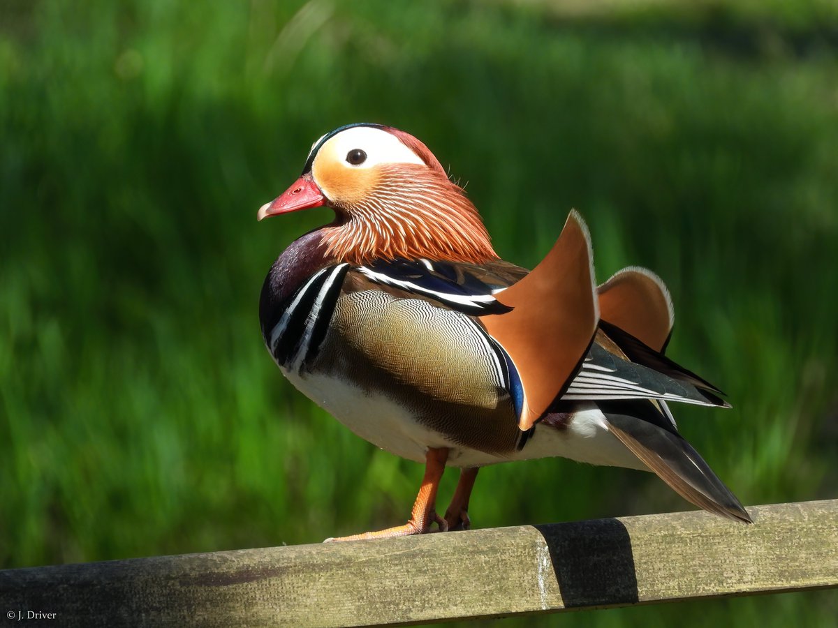 Jack Driver (ELOC) tweet media