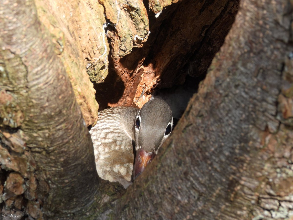 Jack Driver (ELOC) tweet media