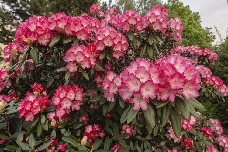 StyledNSpaces's tweet photo. Dwarf rhododendrons bloom big despite their small size—often outshining taller types! 🌸 Compact, vibrant, and perfect for small gardens. #Gardening #Rhododendron https://t.co/awad7REIiX