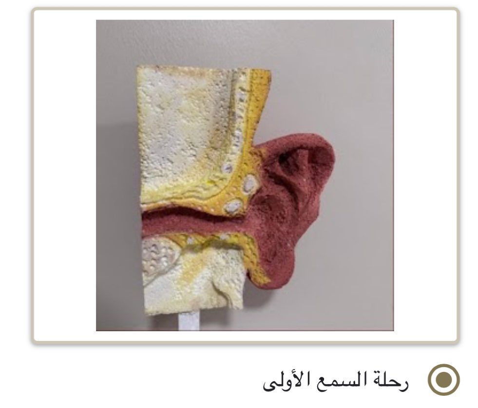 حــصــه | ħɛsˤ.sˤaʰ tweet media