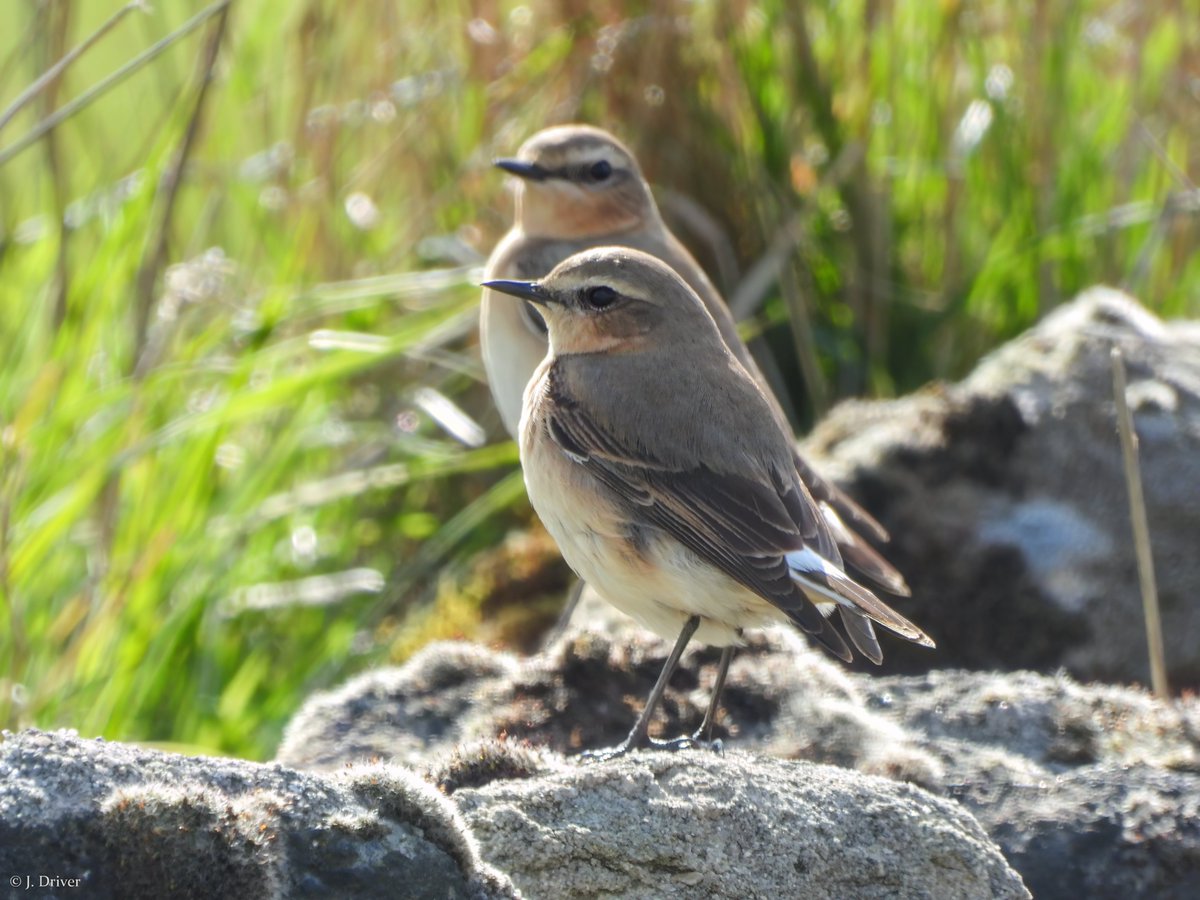 Jack Driver (ELOC) tweet media