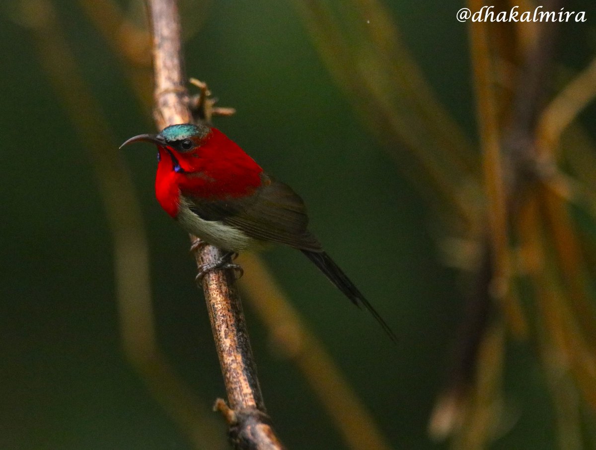 dhakalmira's tweet photo. Crimson Sunbird Male
Sundarijal, Kathmandu
#BirdsOfNepal #ChroniclesOfNatureLover #TheJoyOfSmallThings https://t.co/gXgqrRtcw4