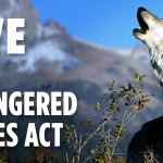 Photo by Save Animals Facing Extinction (@SaveAnimals)