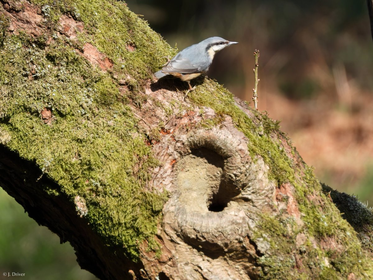 Jack Driver (ELOC) tweet media