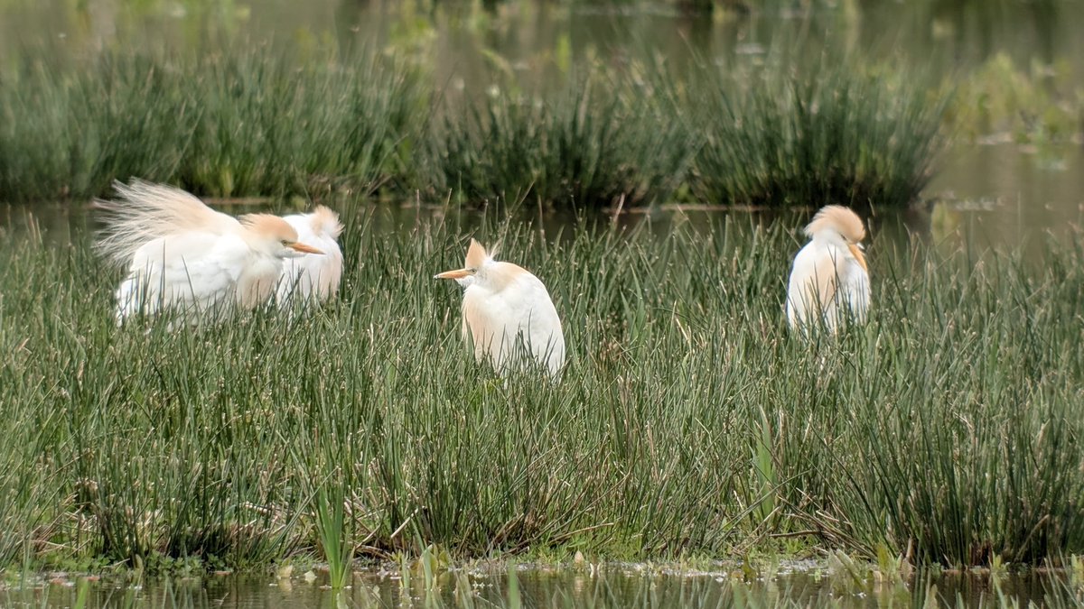 Christopher Onn tweet media