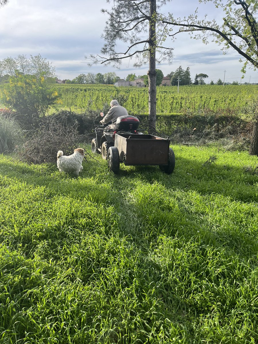 BonnieandLana's tweet photo. La nostra Pasqua รจ differente! ๐คฃ๐คฃ๐ช๐ป๐ช๐ป So much work to doโฆ helping our dad prune the plants in the garden! Arenโt we best gardeners ???Have a peaceful day furiends๐ฐ๐๐ป๐๐
#HappyEaster
#April20th
#dogsofX
#wirefoxterriers https://t.co/GVODS6b5BA