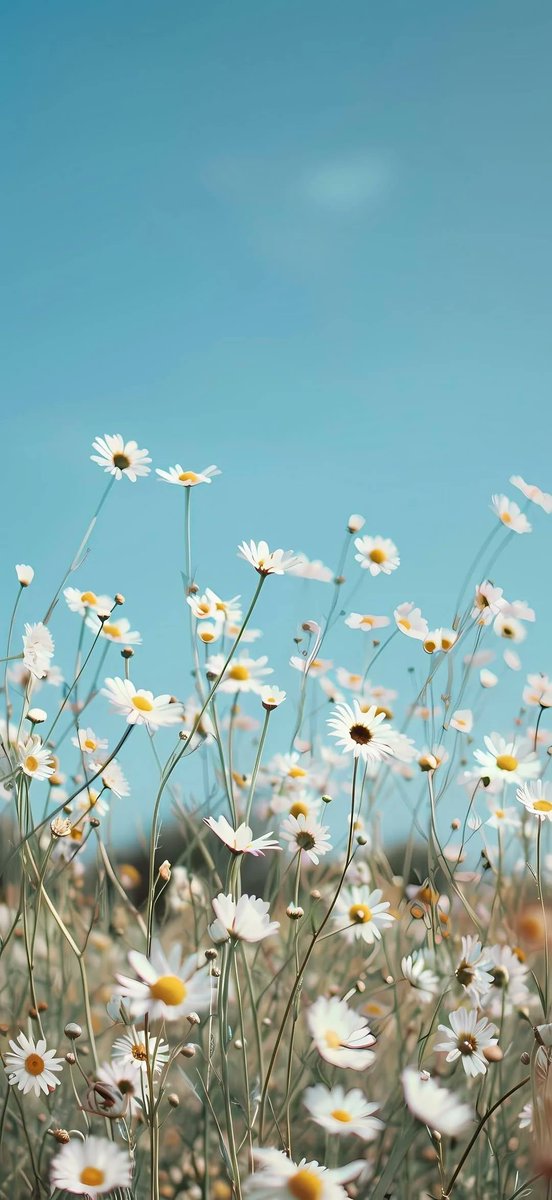 Flowers tweet media