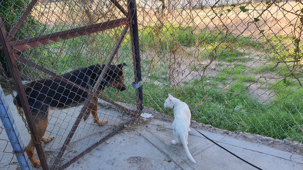 TempestFalcon's tweet photo. Hoy marca un año desde que mi perra Agatha falleció: Luego de eso entra a nuestras vidas la Aurita, ayudó al Artemito a estar menos solo. Por desgracia, hace unos días ella también dejó este mundo.

A veces me pregunto si el Artemio piensa en ellas con frecuencia. https://t.co/HJTEk6AOU2