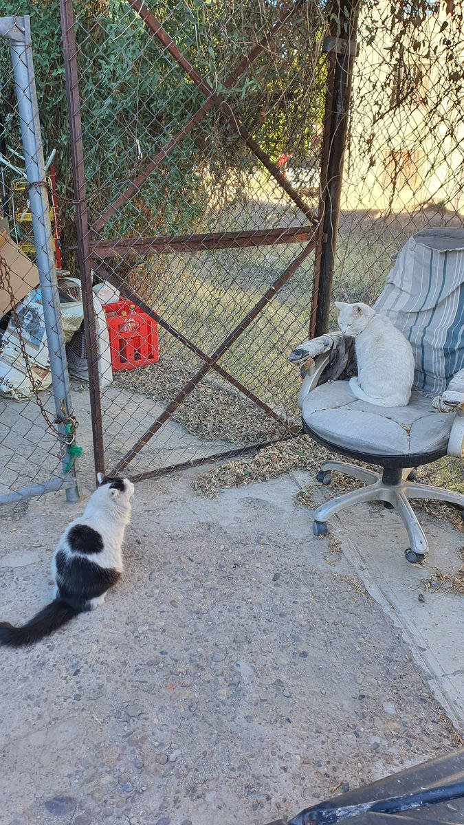 TempestFalcon's tweet photo. Hoy marca un año desde que mi perra Agatha falleció: Luego de eso entra a nuestras vidas la Aurita, ayudó al Artemito a estar menos solo. Por desgracia, hace unos días ella también dejó este mundo.

A veces me pregunto si el Artemio piensa en ellas con frecuencia. https://t.co/HJTEk6AOU2