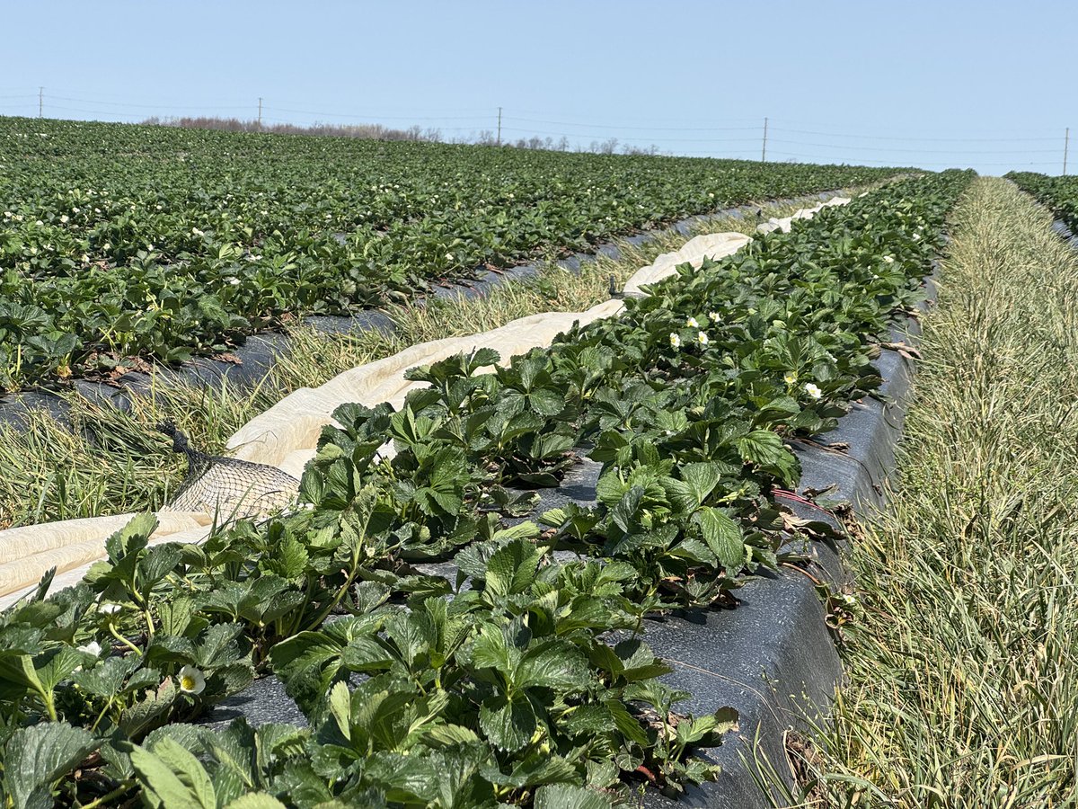 Lots of bloom out there today