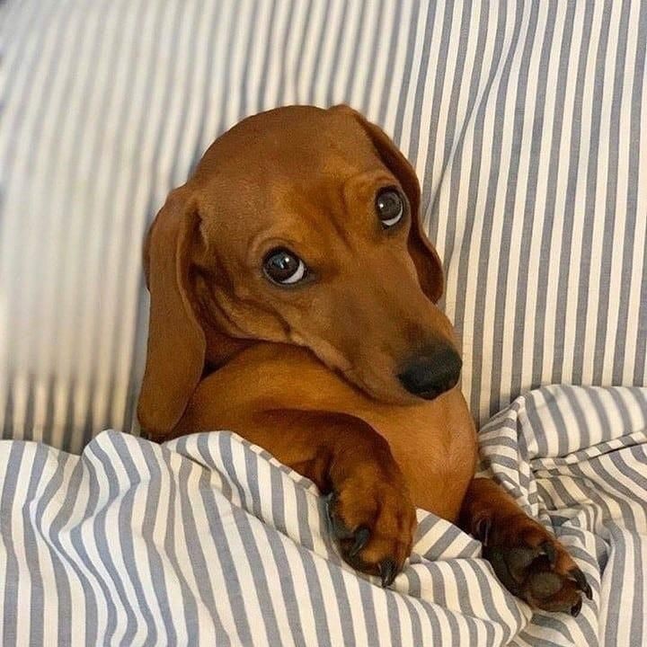 miko as dogs 💗💬 tweet media