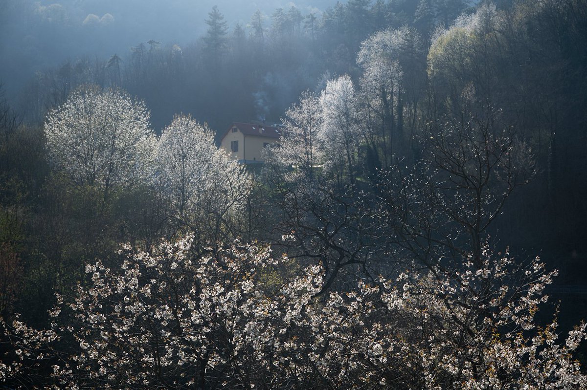 🌸 "The fairy tale begins"🧁

The wonderful floral explosion of wild cherry trees at Beigua Park, which here seem to want to hide a little house at the edge of the forest.

#NaturePhotography #HappyEaster #fineartphotography #landscape #Italy