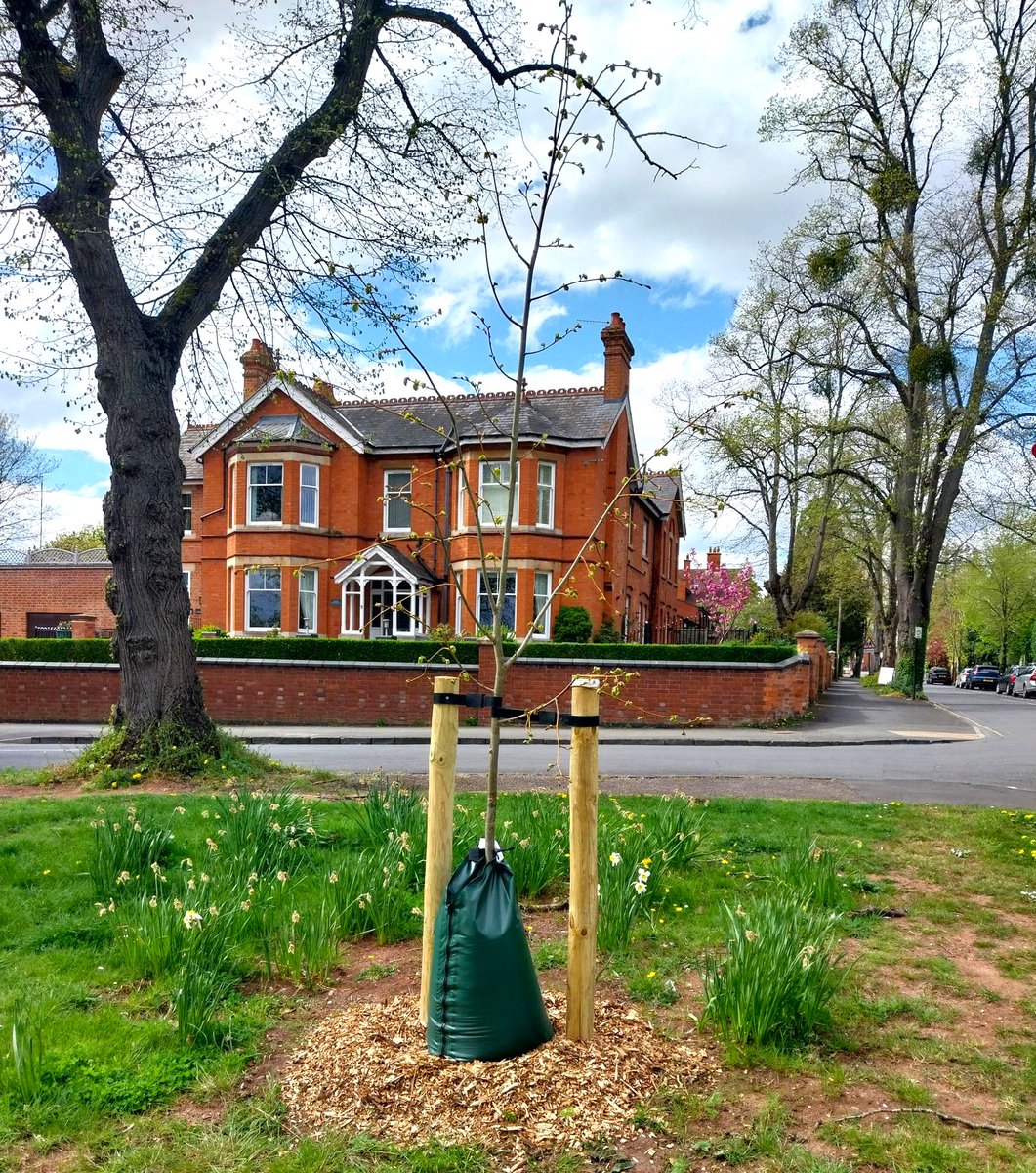 🌳🌳 I can’t take any credit for it, but I was really pleased to see a number of new trees planted by WCC along the Warwick Road and these on Welcombe Road. Thanks, Forestry team!