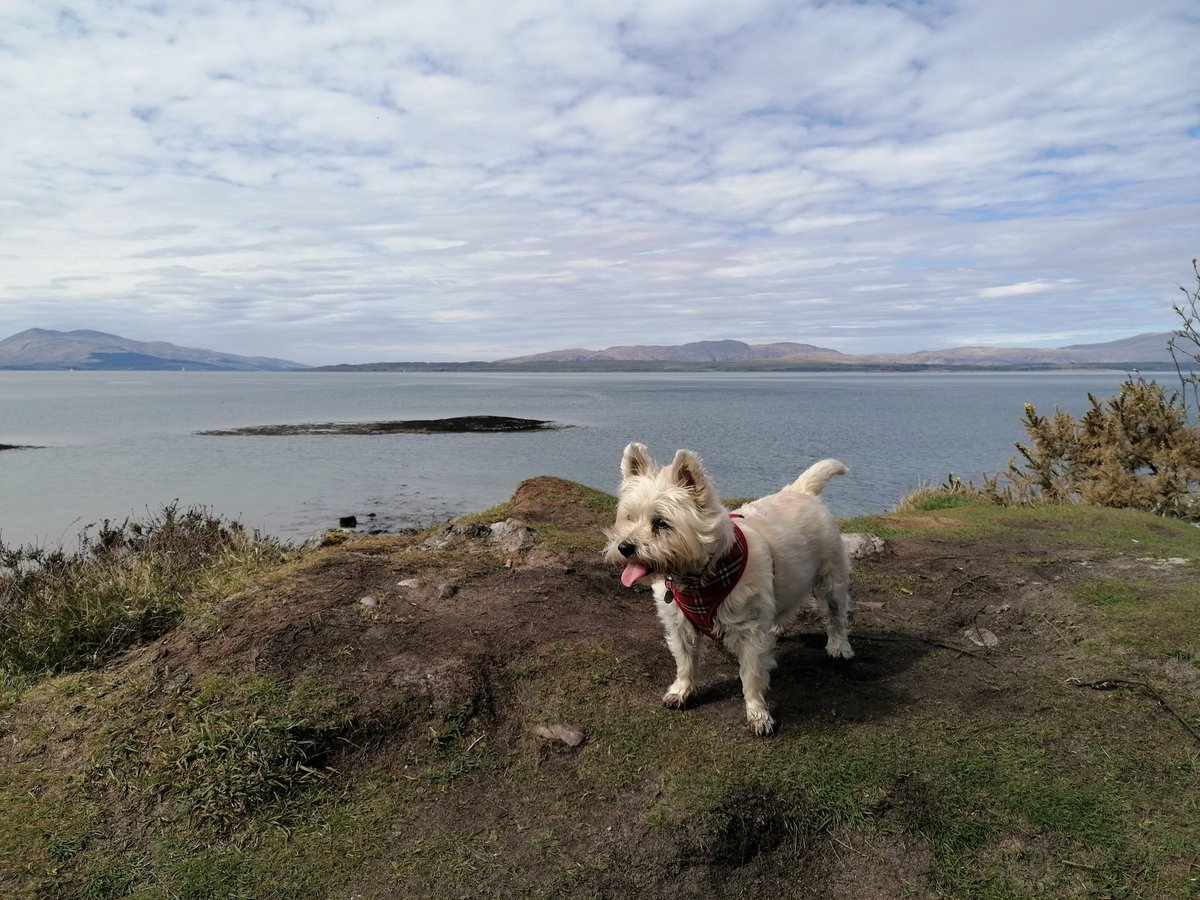 grahaMeiklejohn's tweet photo. West of Scotland Salty Dog. https://t.co/EKWx5L2Uxn
