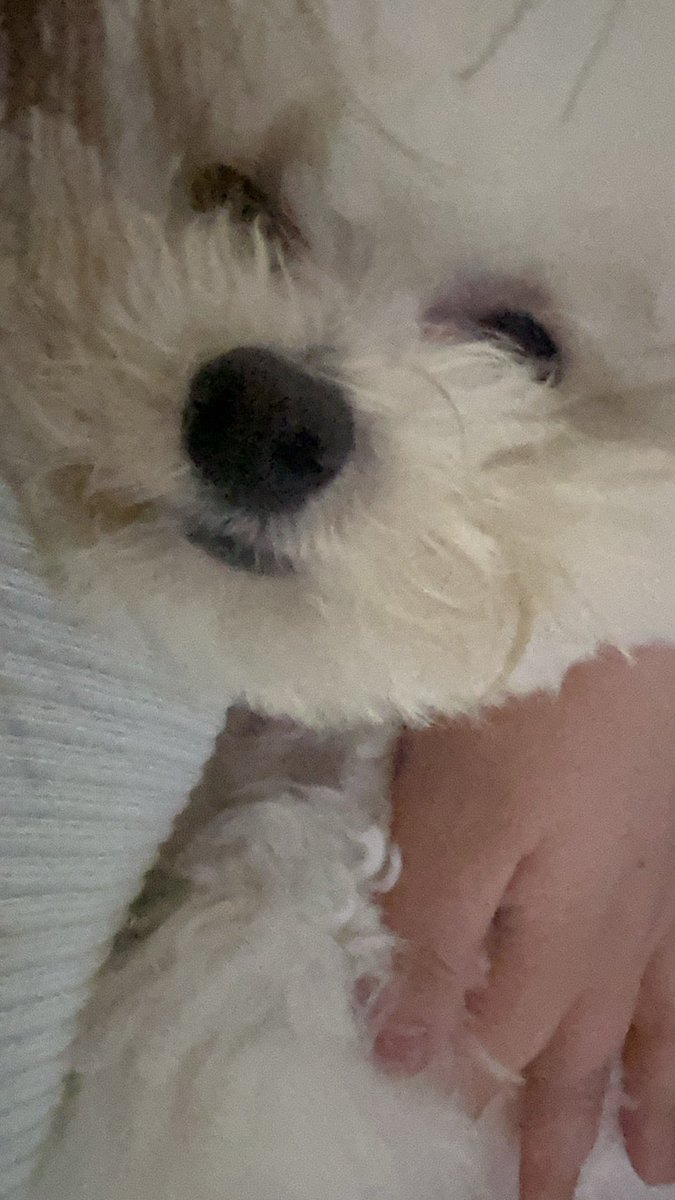 jujucccc0900's tweet photo. 我的天使小狗🐶 https://t.co/y05KZhHSY7