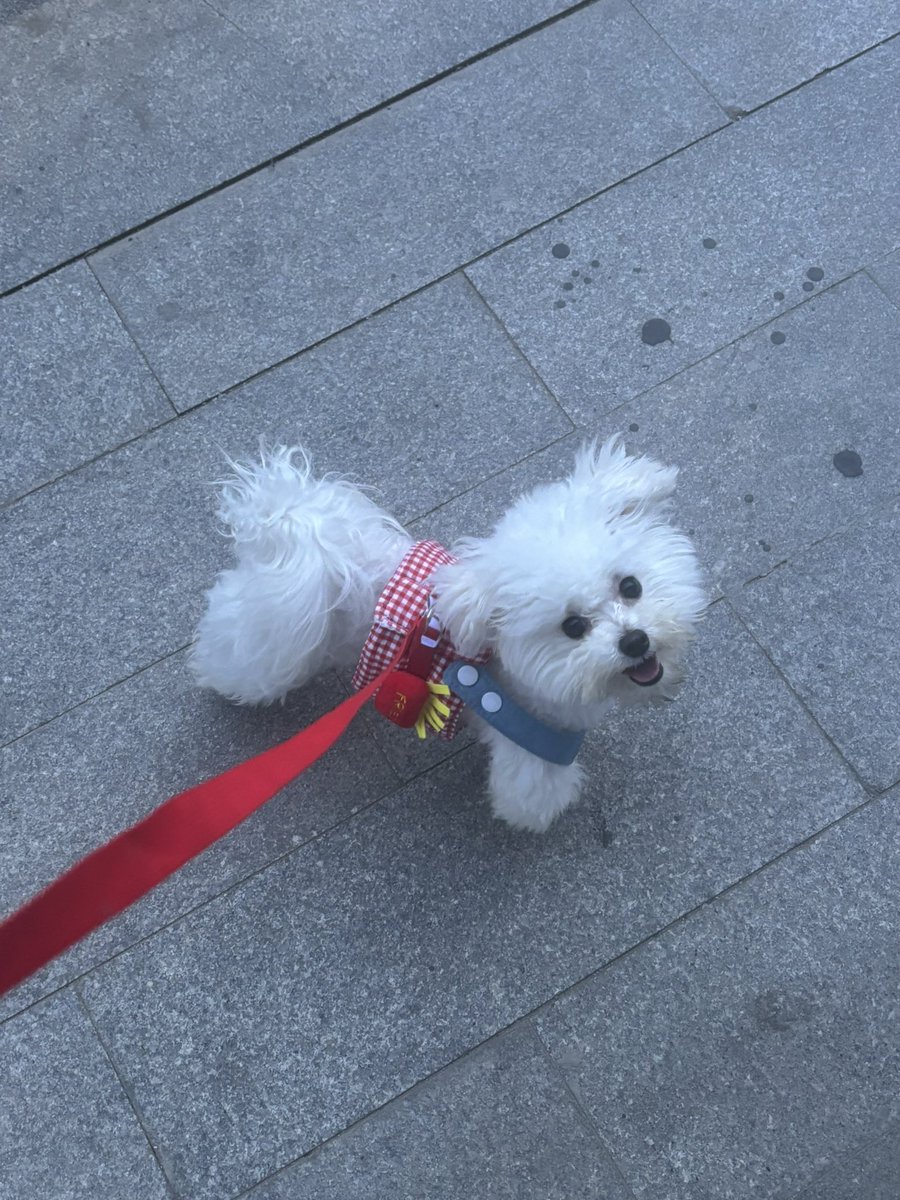 jujucccc0900's tweet photo. 我的天使小狗🐶 https://t.co/y05KZhHSY7
