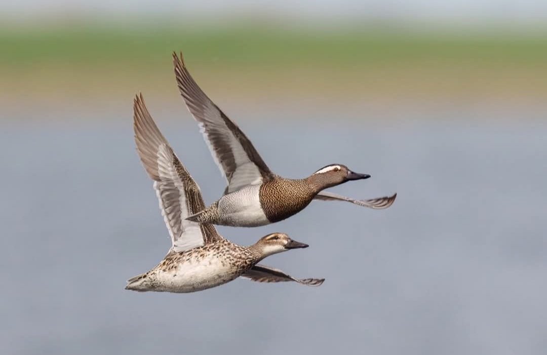 WWT Welney (@wwtwelney) on Twitter photo Easter Sunday sightings from Welney include birds, bees, butterflies and bee flies:
🦆 Garganey
🦆 Crane
🦆 Spoonbill
🦆 Green-winged teal
🦆 Whitethroat
Check out more sightings at:
wwt.org.uk/wetland-centre…
📷 Garganey <a href="/CliffGilbert_99/">Cliff Gilbert</a> Easter Sunday sightings from Welney include birds, bees, butterflies and bee flies:
🦆 Garganey
🦆 Crane
🦆 Spoonbill
🦆 Green-winged teal
🦆 Whitethroat
Check out more sightings at:
wwt.org.uk/wetland-centre…
📷 Garganey <a href="/CliffGilbert_99/">Cliff Gilbert</a>