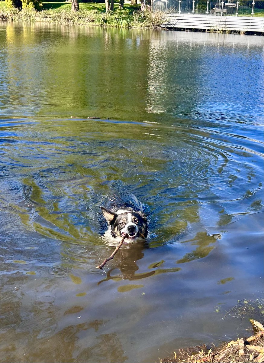 AnitaRolfe's tweet photo. 66 #NHS1000miles (734YTD) #Scarborough #Poynton #BorderCollie #Wadeinthewater https://t.co/Gb0IMT83Iv