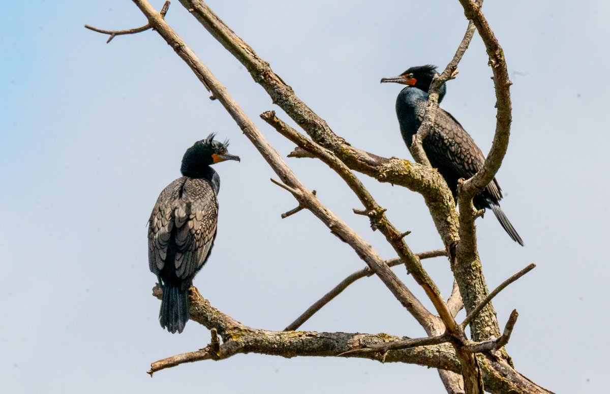 gregg28's tweet image. Cormorants are traveling through. If history repeats, they will be in this tree for about a week