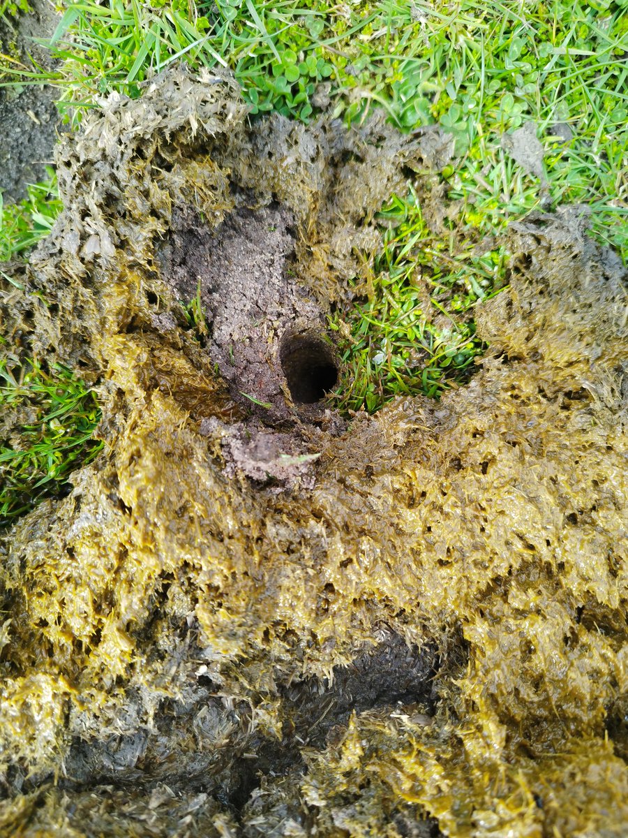 Cornabus Farm (@cornabusfarm) on Twitter photo What every livestock farmer should hope to see when turning over a cowpat! Massive Geotrupes dung beetle burrow. Nutrient cycling dreamland. What every livestock farmer should hope to see when turning over a cowpat! Massive Geotrupes dung beetle burrow. Nutrient cycling dreamland.
