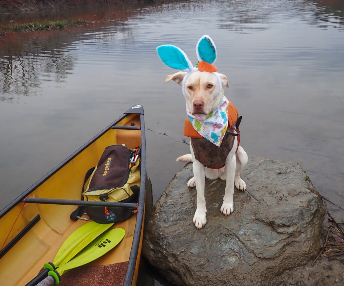Vermont Paddle Pups tweet media