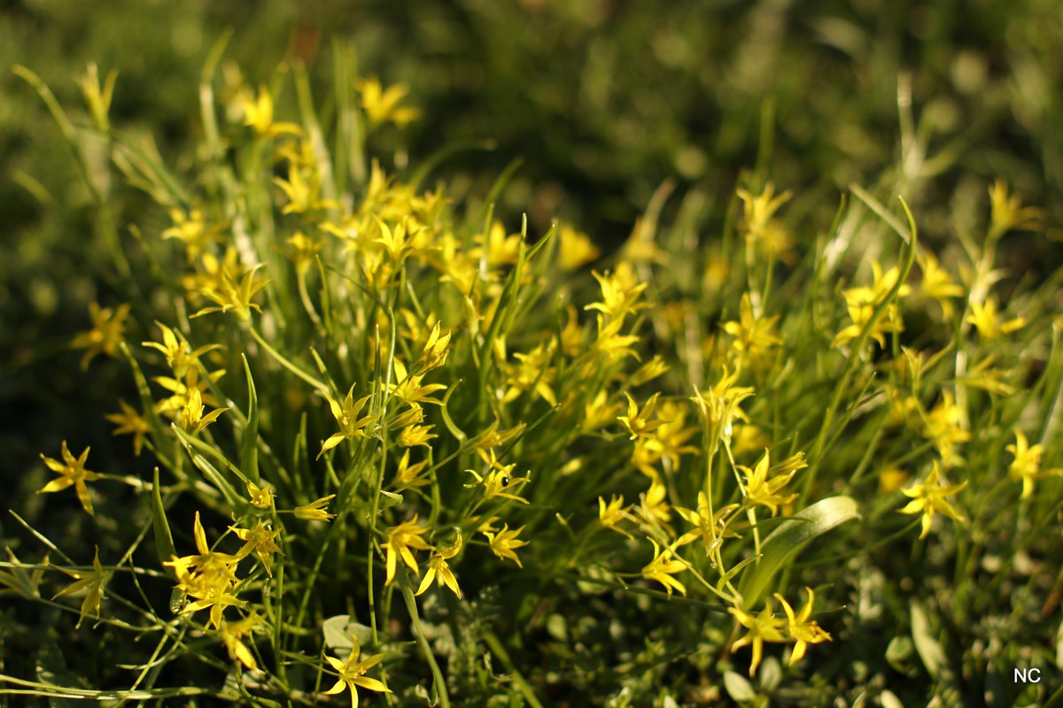 CherryNonFren's tweet photo. lazy sunny afternoon

#Canon #spring #flowers #50mm #wood https://t.co/KExU6ZnVlM