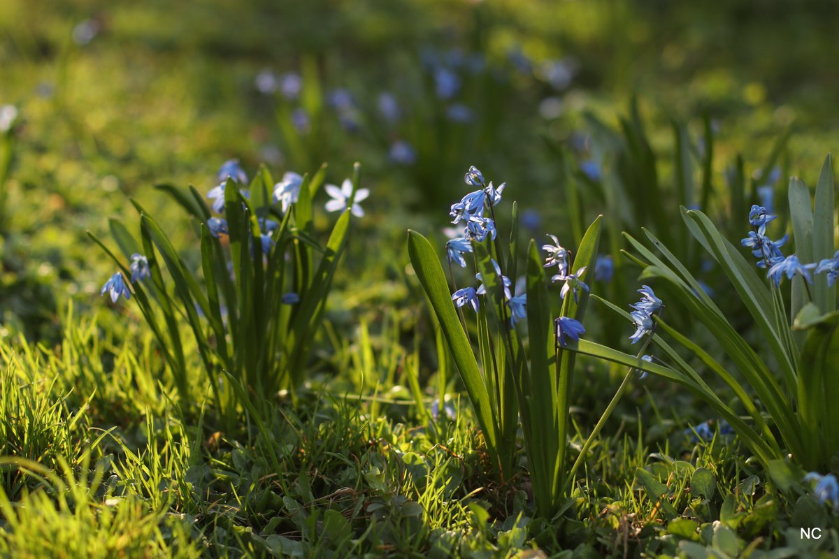 CherryNonFren's tweet photo. lazy sunny afternoon

#Canon #spring #flowers #50mm #wood https://t.co/KExU6ZnVlM