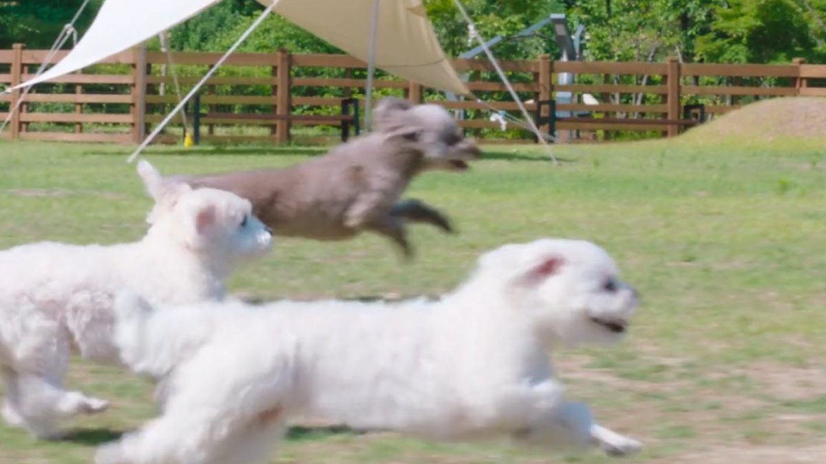 chwfilm's tweet photo. the scene of the puppies meeting their owners in paradise destroyed me 😭😭

#HeavenlyEverAfter #HeavenlyEverAfterEp2 https://t.co/mNIrnZYCVv