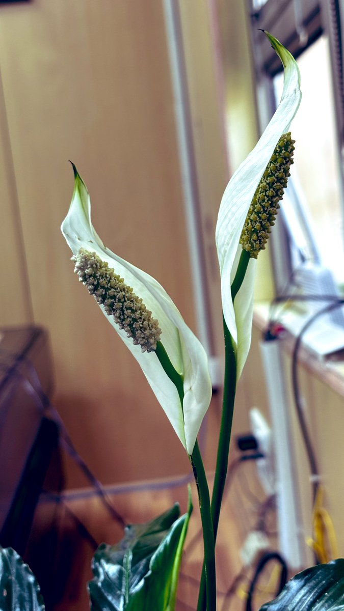 खिलते हैं गुल यहाँ, खिलके बिखरने को..

#flowers #FlowerPhotography #LoveInTheAir 
<a href="/Rohitashwa14/">Rohitashwa रोहिताश्व</a> 
<a href="/mn1765/">MANOJ KUMAR SINGH</a>