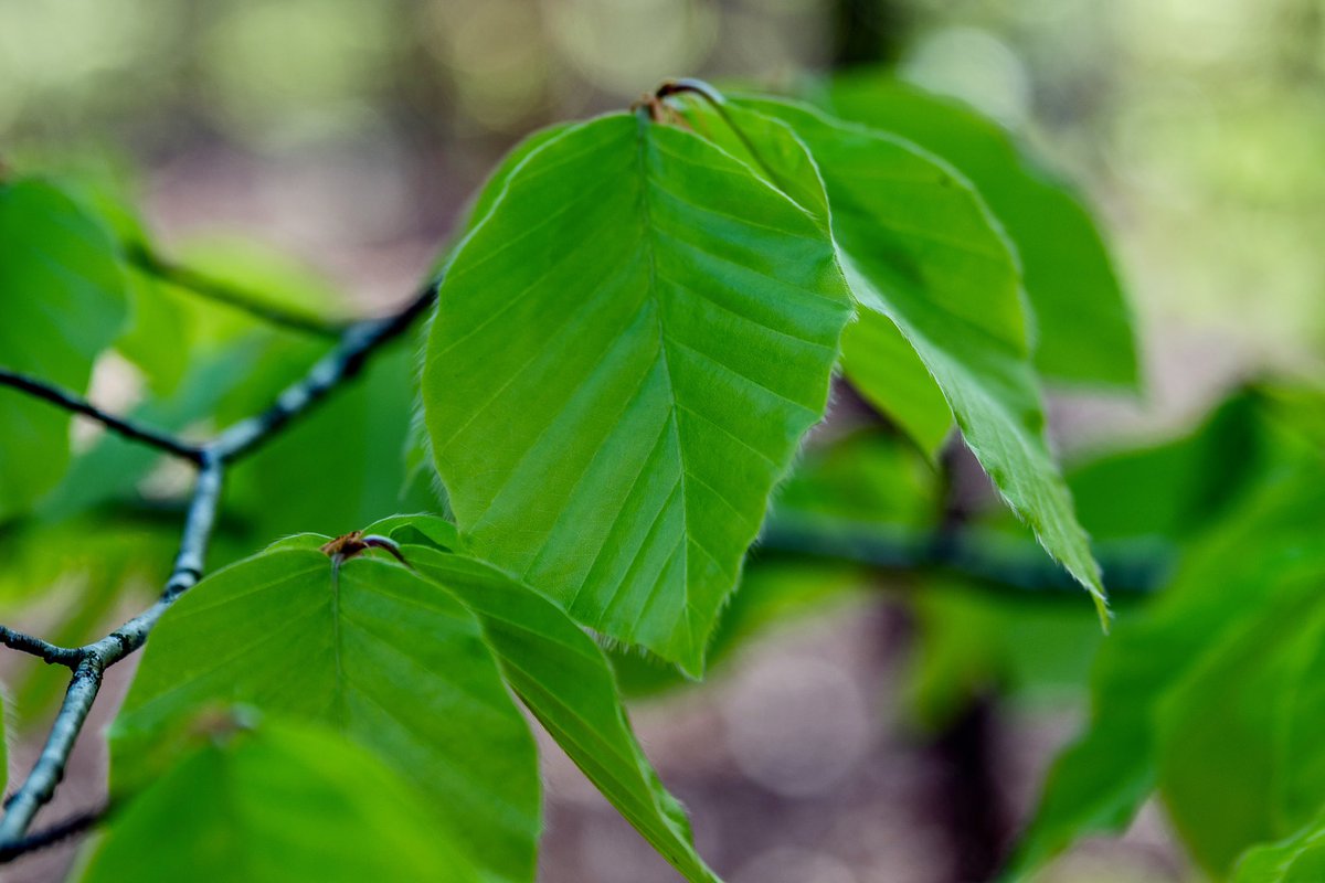 Lush Leaves