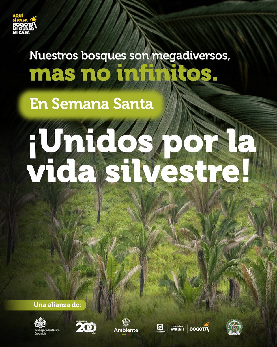 MinAmbienteCo's tweet photo. 🌴🙏🏻 Hoy Domingo de Ramos, no solo nos unimos alrededor de la tradición, también lo hacemos para preservar nuestros recursos naturales, por eso le decimos NO al uso ilegal de las palmas silvestres en estas celebraciones. 

Estamos #UnidosPorLaVidaSilvestre. https://t.co/txBTsIdr8W