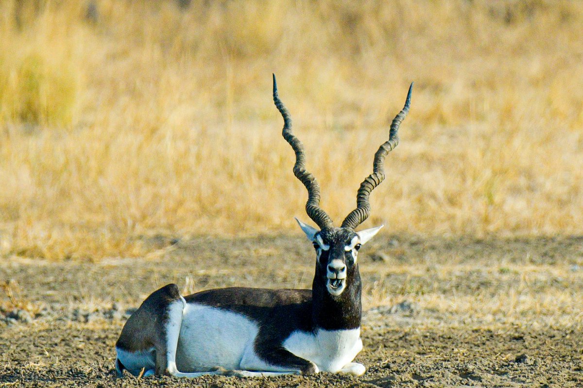 csdhara's tweet image. A blackbuck posing at Velavadar… #bbcpotd #natgeotravel