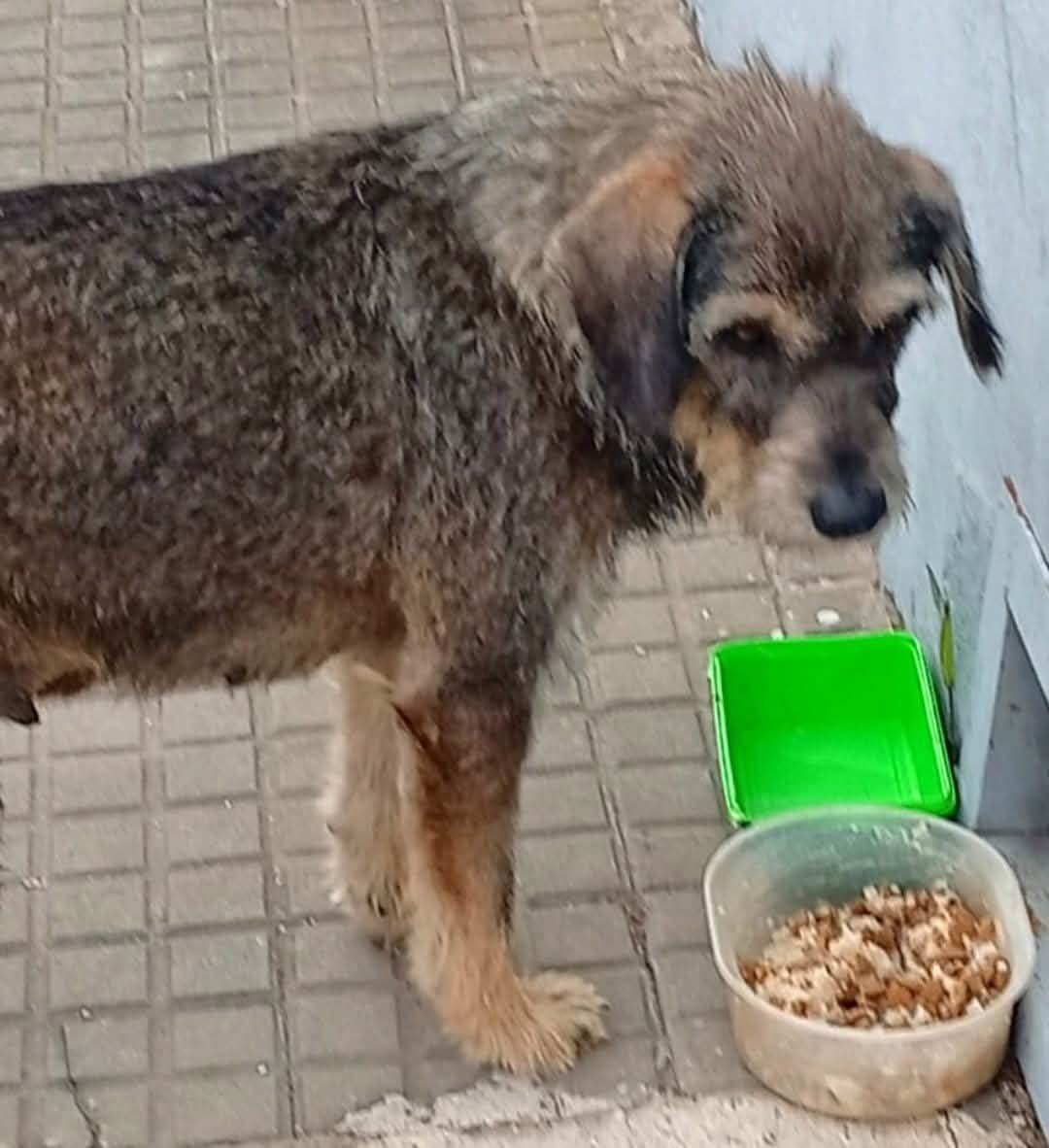 Copio de fb. : A esta chiquita la echaron de su casa; trajeron un pitbull, la lastimó y no la quisieron más, quedó en la calle, su carita de tristeza. Duele pensar lo que estará sintiendo.
¿Alguien que pueda darle un hogar? Es dulce, buena, tamaño mediano a chico.
Cel.: 095052545