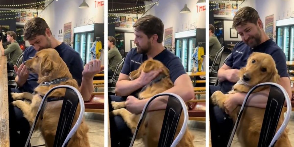 TrendXpres's tweet photo. Golden Retriever absolutely loses it when he runs into his vet at a bar https://t.co/Xb2HVROJm6
