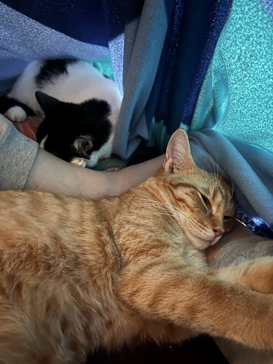 Der Tony hat einen neuen Lieblingsplatz. Er will jetzt immer mit unter meine Decke. Tag und Nacht. Power-Kuscheln.
Und wenn der Tony sich das traut, dann muss die kleine, schüchterne Abby das unbedingt auch ausprobieren. Er ist doch ihr großes Vorbild.
#nordstadtkatzen